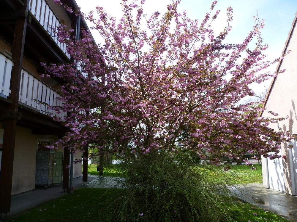 Hôtel&Résidence Bartenheim Extérieur photo